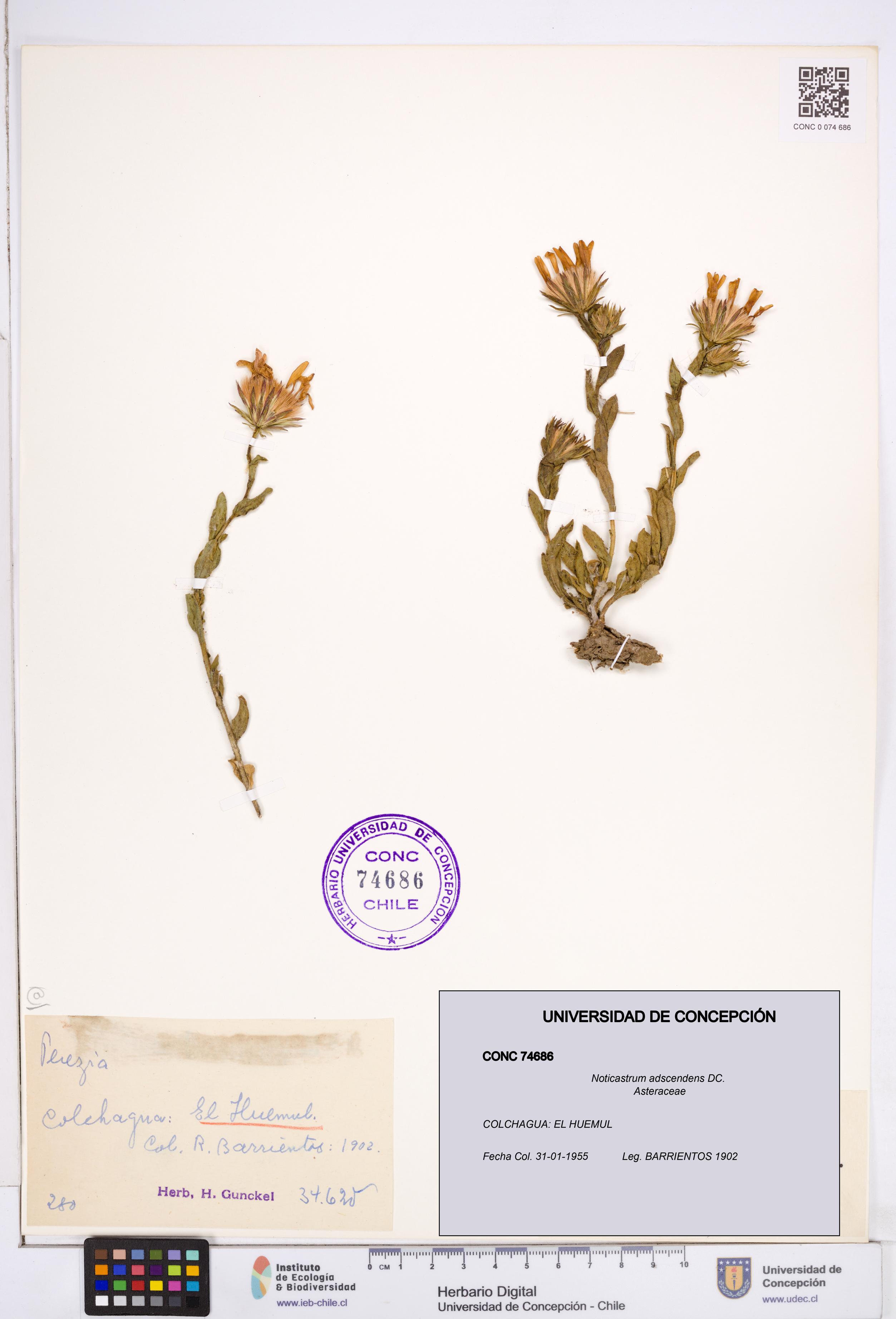 Noticastrum adscendens [Espécimen: ]