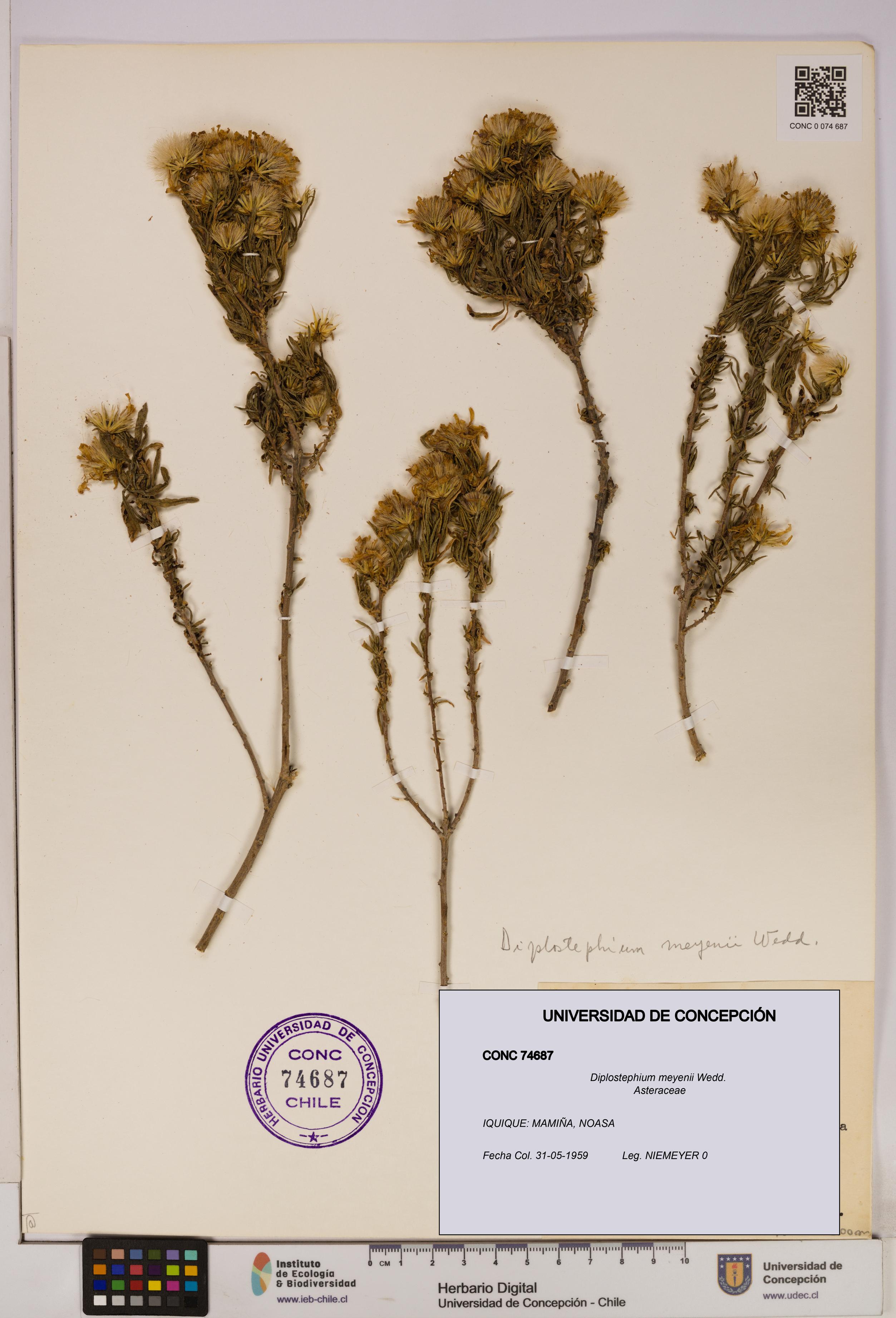 Diplostephium meyenii [Espécimen: UDEC:CONC:0074687]