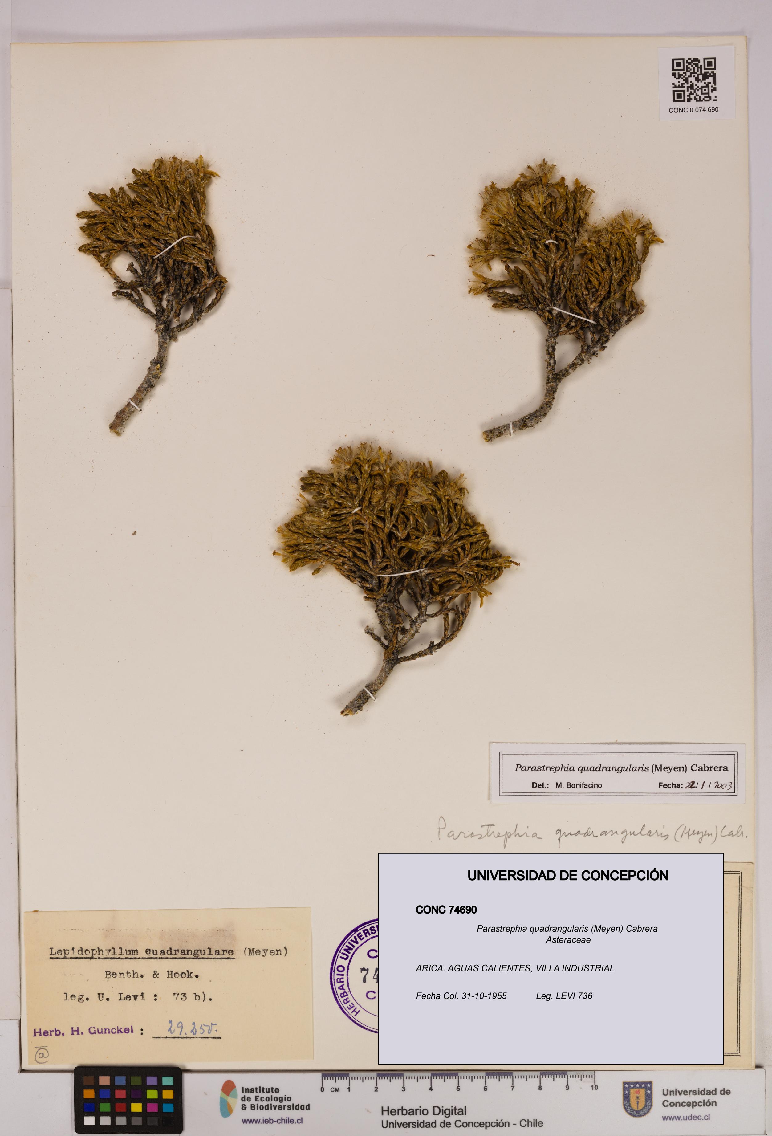 Parastrephia quadrangularis [Espécimen: UDEC:CONC:0074690]