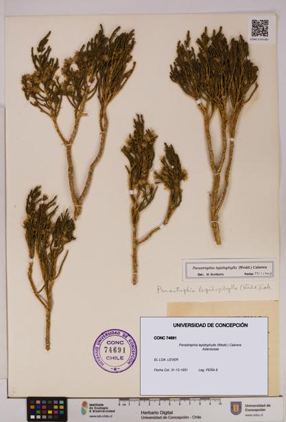 Parastrephia lepidophylla [Espécimen: UDEC:CONC:0074691]