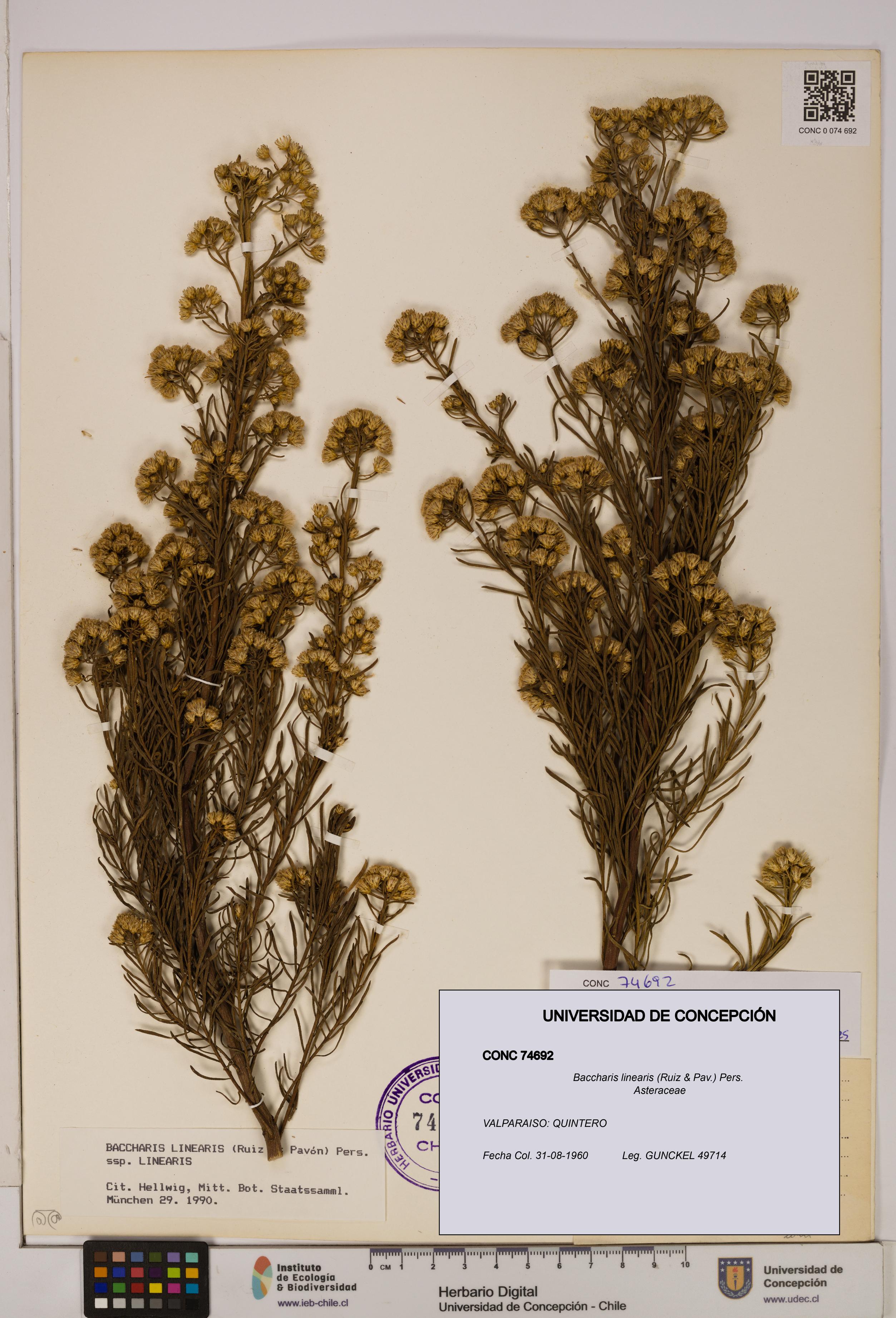 Baccharis linearis [Espécimen: UDEC:CONC:0074692]