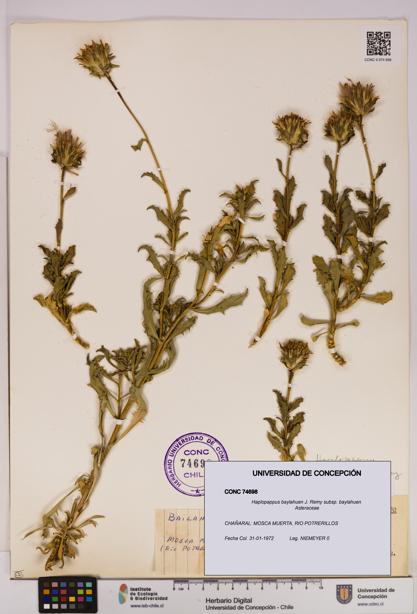 Haplopappus baylahuen subsp. baylahuen [Espécimen: UDEC:CONC:0074698]