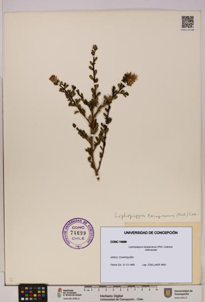 Lophopappus tarapacanus [Espécimen: UDEC:CONC:0074699]