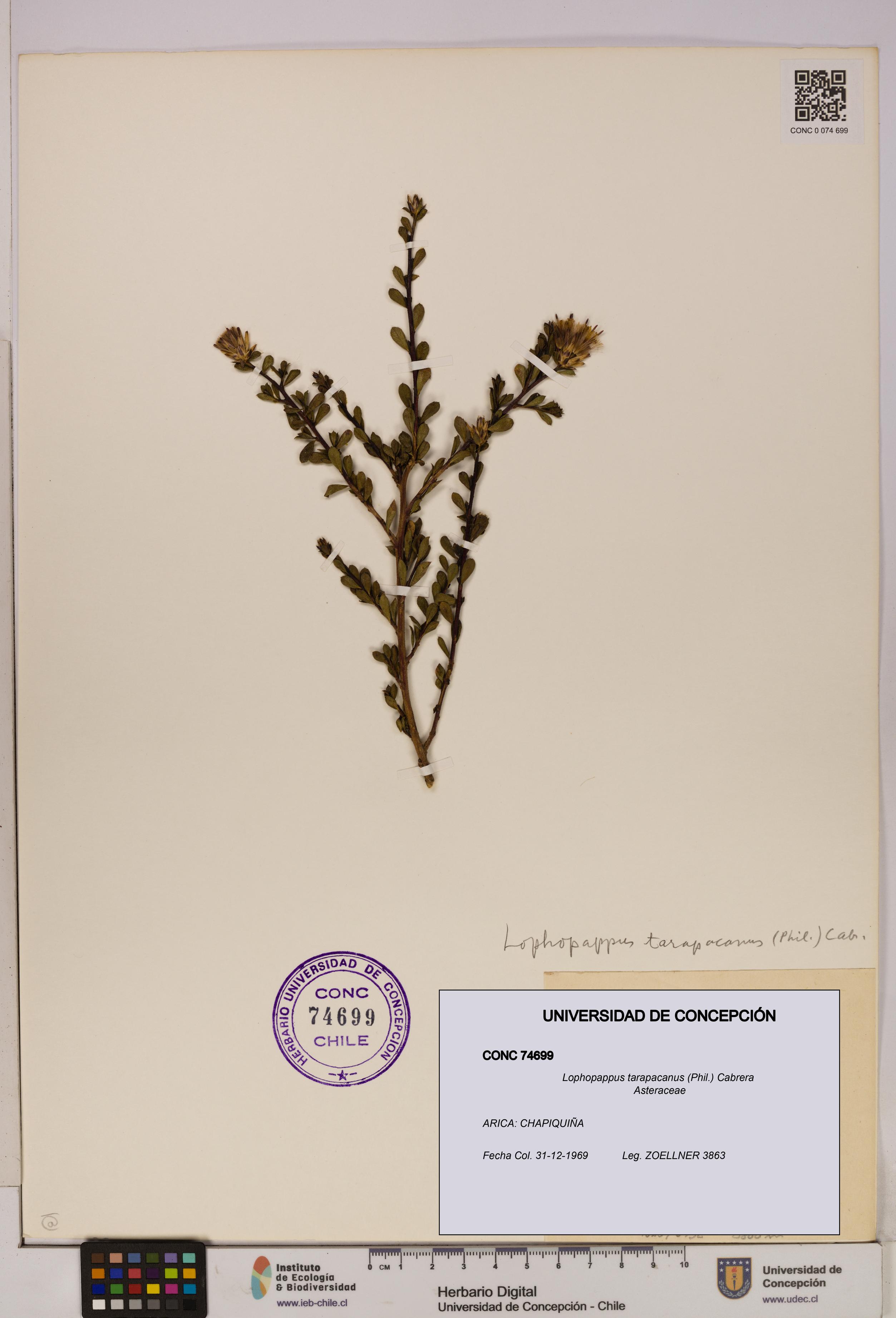 Lophopappus tarapacanus [Espécimen: UDEC:CONC:0074699]