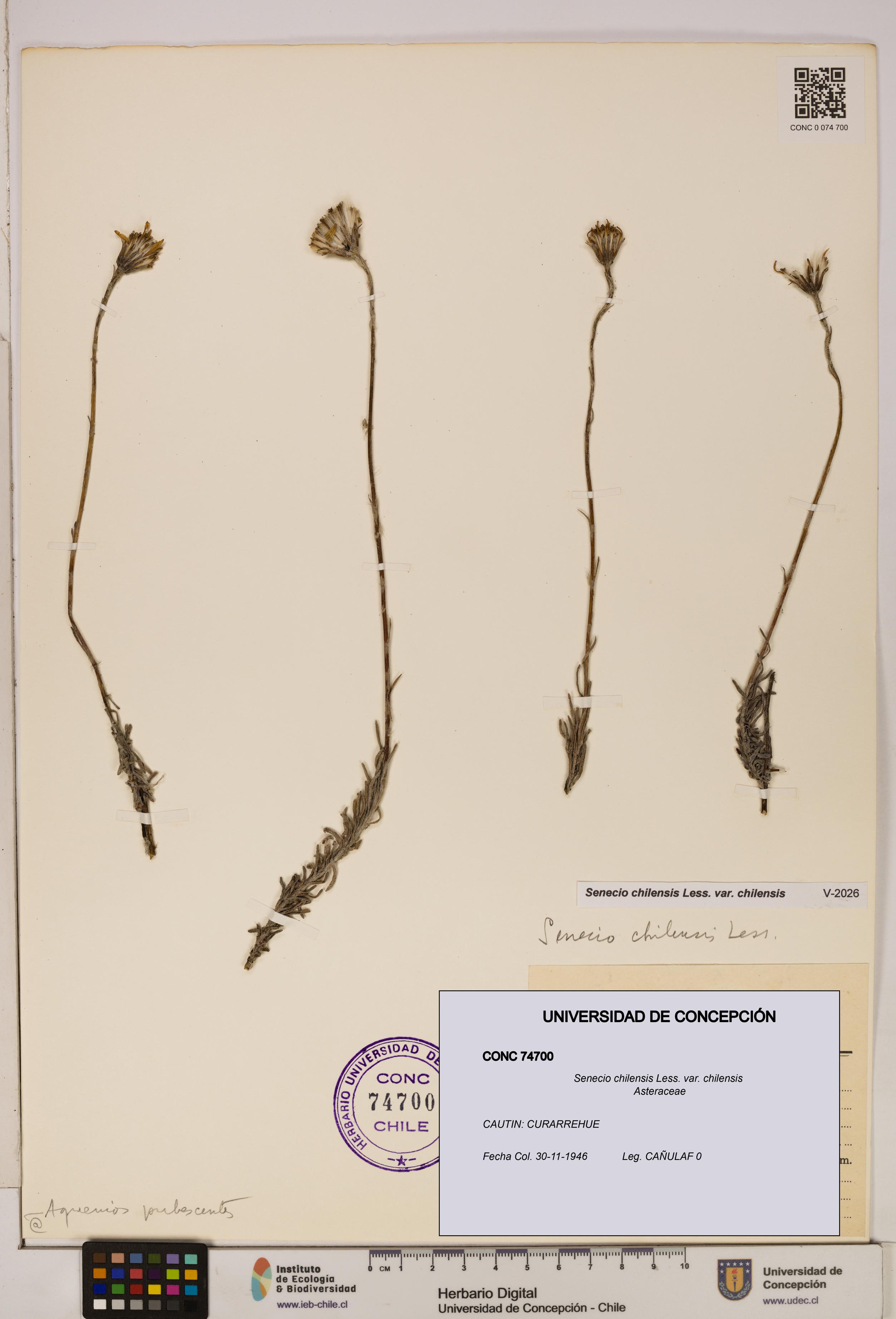 Senecio chilensis var. chilensis [Espécimen: UDEC:CONC:0074700]