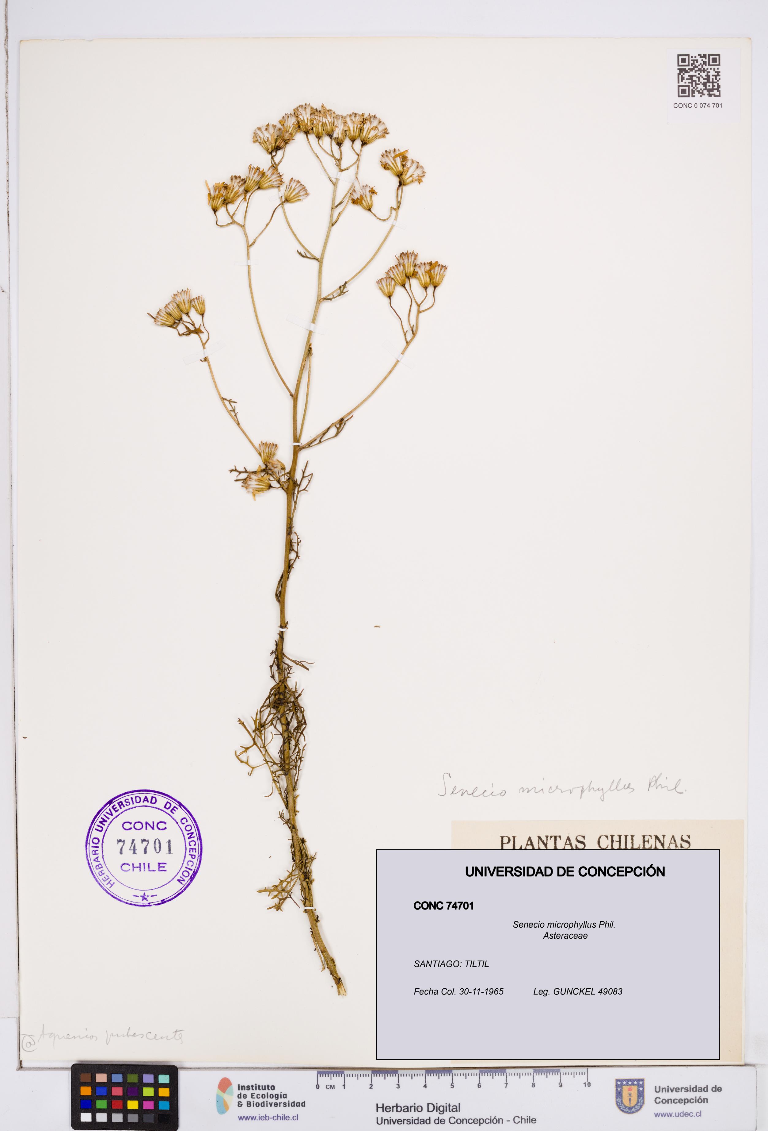 Senecio microphyllus [Espécimen: ]