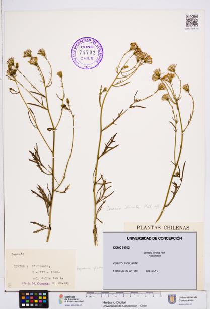 Senecio illinitus [Espécimen: ]