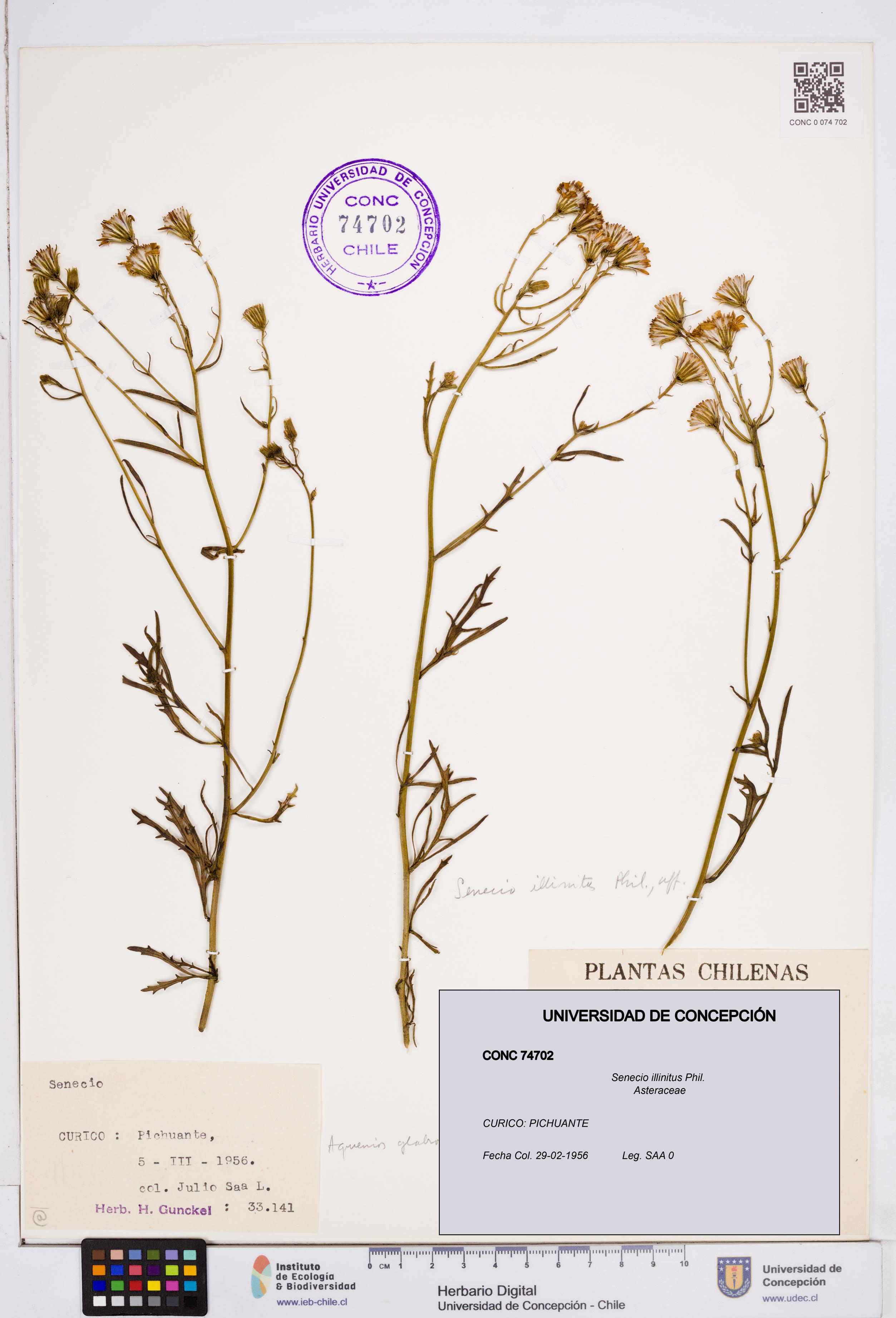 Senecio illinitus [Espécimen: ]
