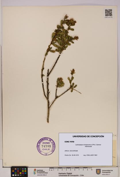 Lophopappus tarapacanus [Espécimen: UDEC:CONC:0074703]