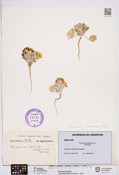 Trichocline caulescens [Espécimen: ]