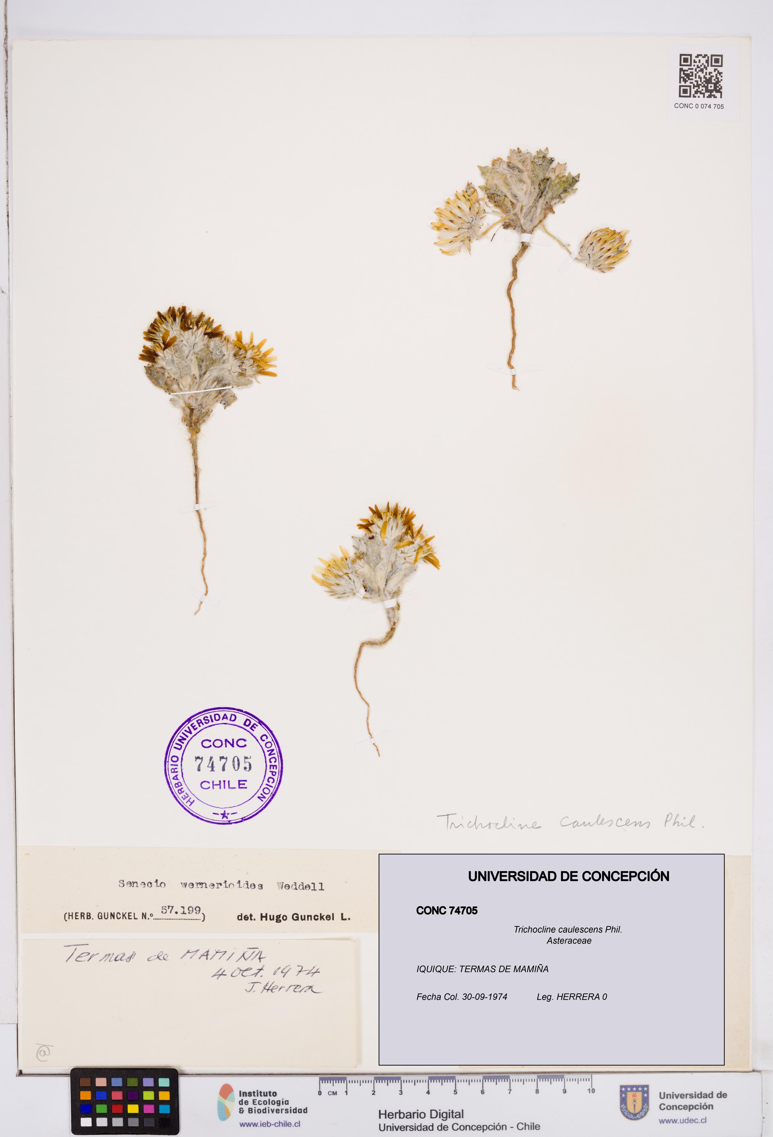 Trichocline caulescens [Espécimen: ]