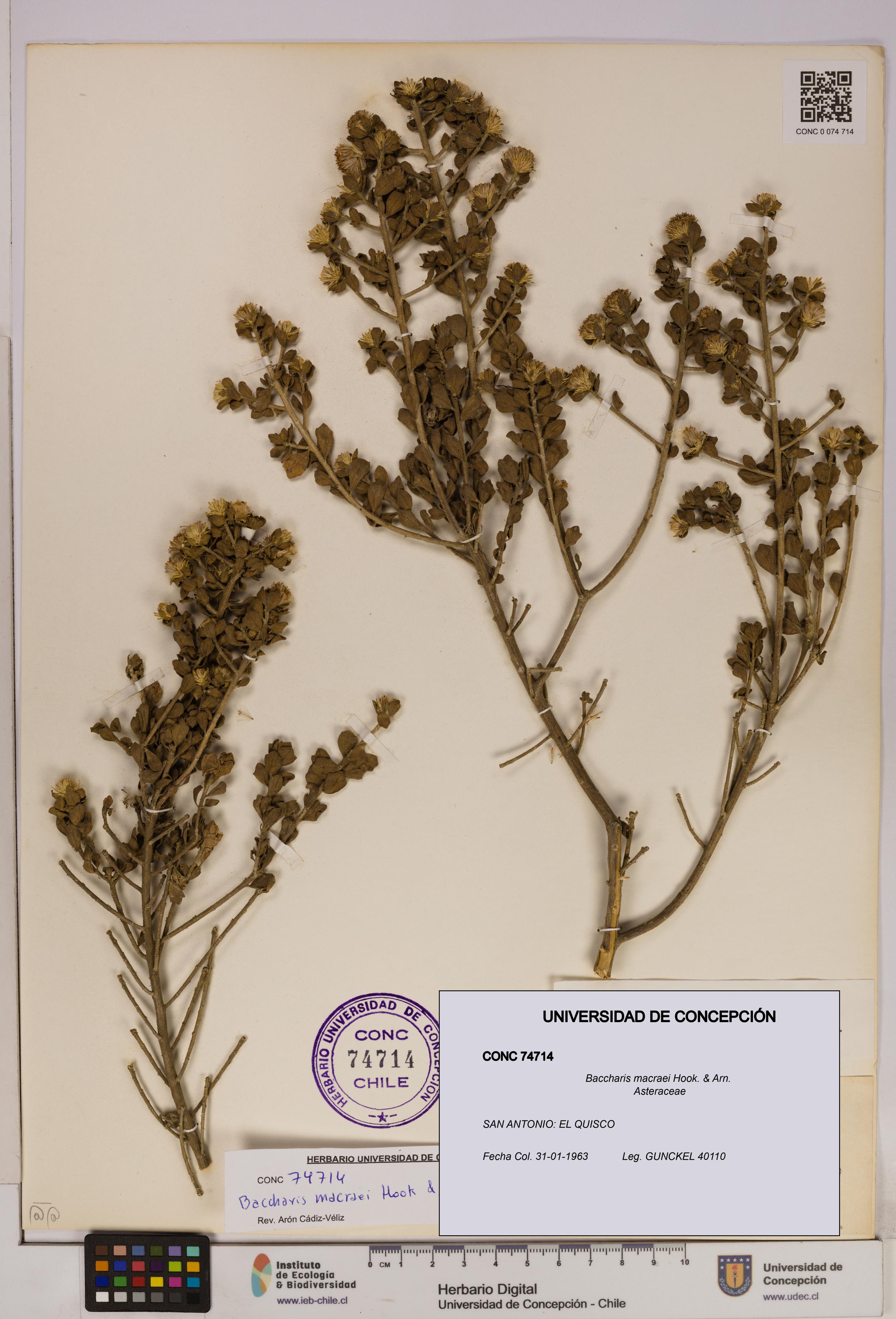 Baccharis macraei [Espécimen: UDEC:CONC:0074714]