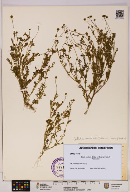 Cotula australis [Espécimen: UDEC:CONC:0074715]