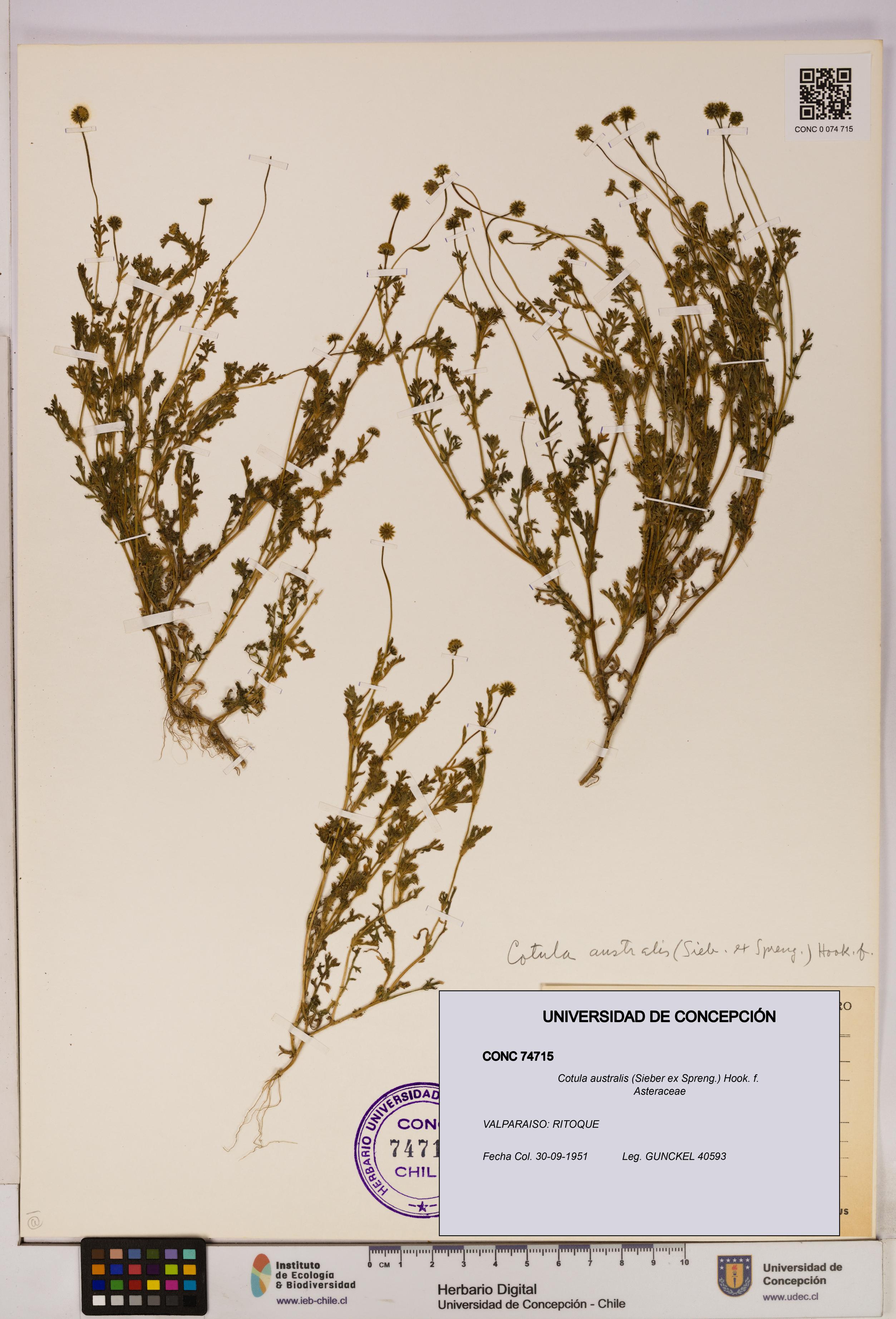 Cotula australis [Espécimen: UDEC:CONC:0074715]