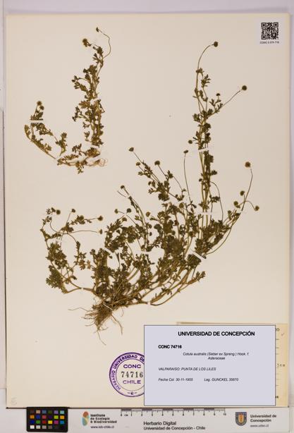 Cotula australis [Espécimen: UDEC:CONC:0074716]