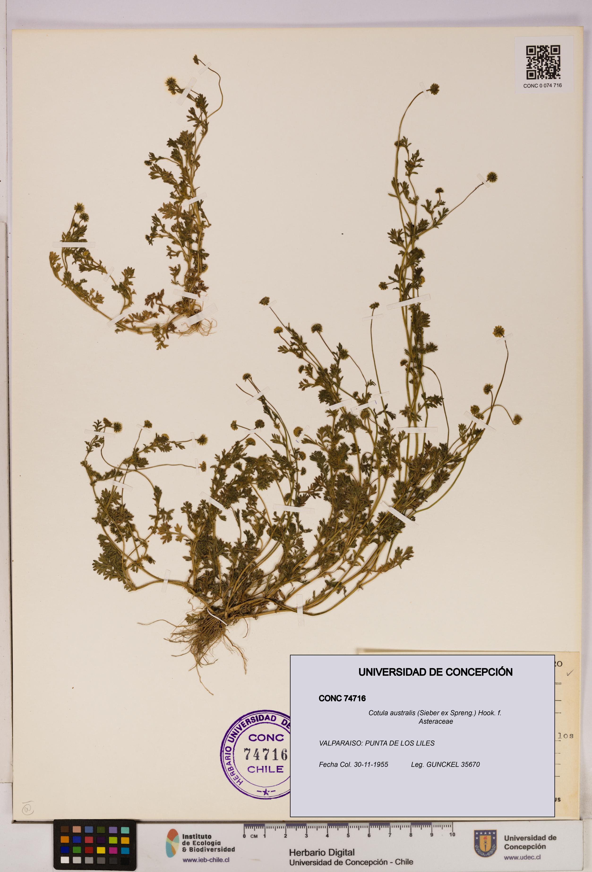 Cotula australis [Espécimen: UDEC:CONC:0074716]