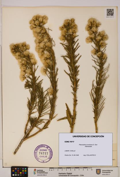 Pleocarphus revolutus [Espécimen: UDEC:CONC:0074717]