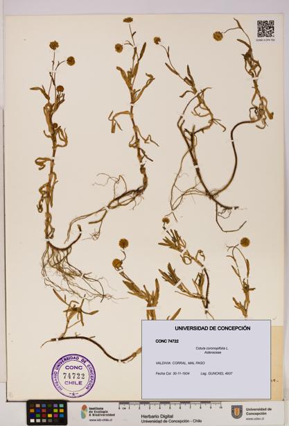 Cotula coronopifolia [Espécimen: UDEC:CONC:0074722]