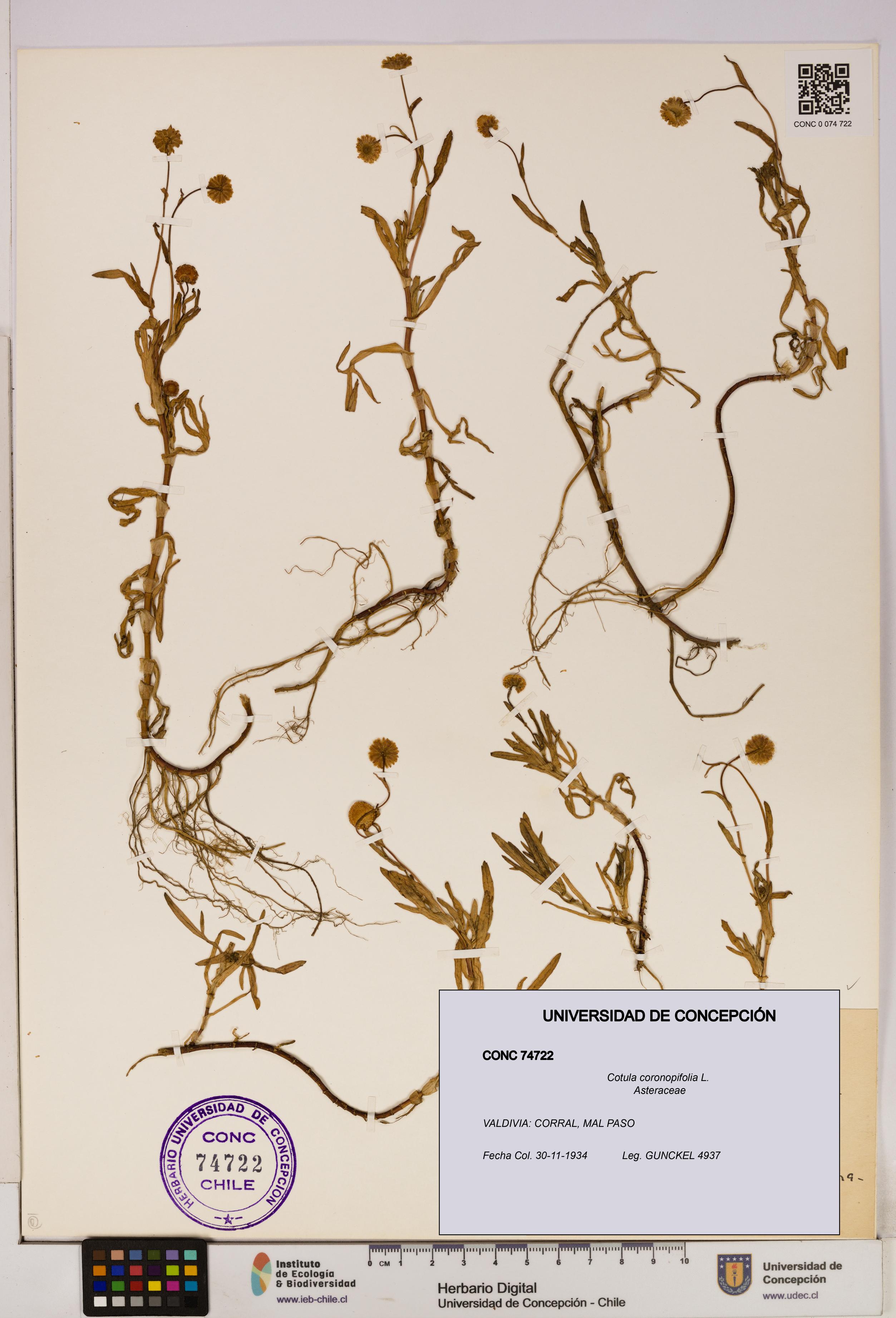 Cotula coronopifolia [Espécimen: UDEC:CONC:0074722]