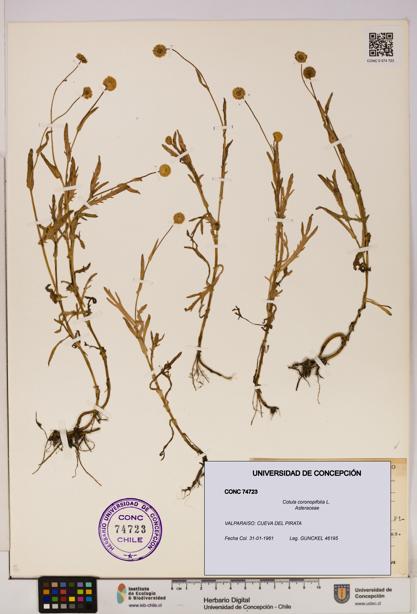 Cotula coronopifolia [Espécimen: UDEC:CONC:0074723]