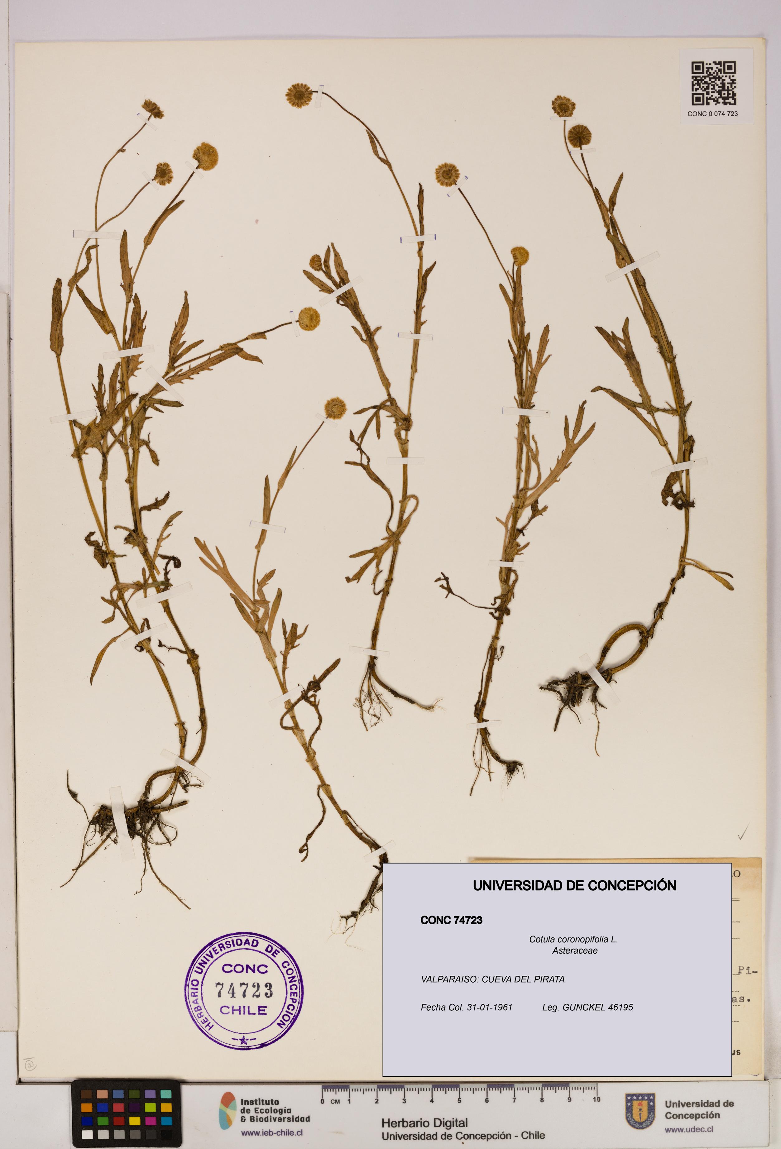 Cotula coronopifolia [Espécimen: UDEC:CONC:0074723]