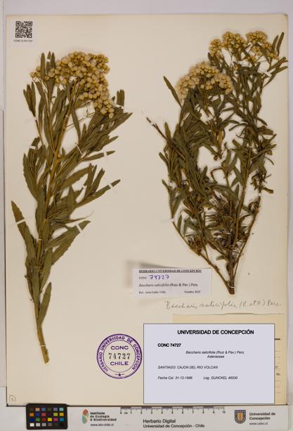 Baccharis salicifolia [Espécimen: UDEC:CONC:0074727]