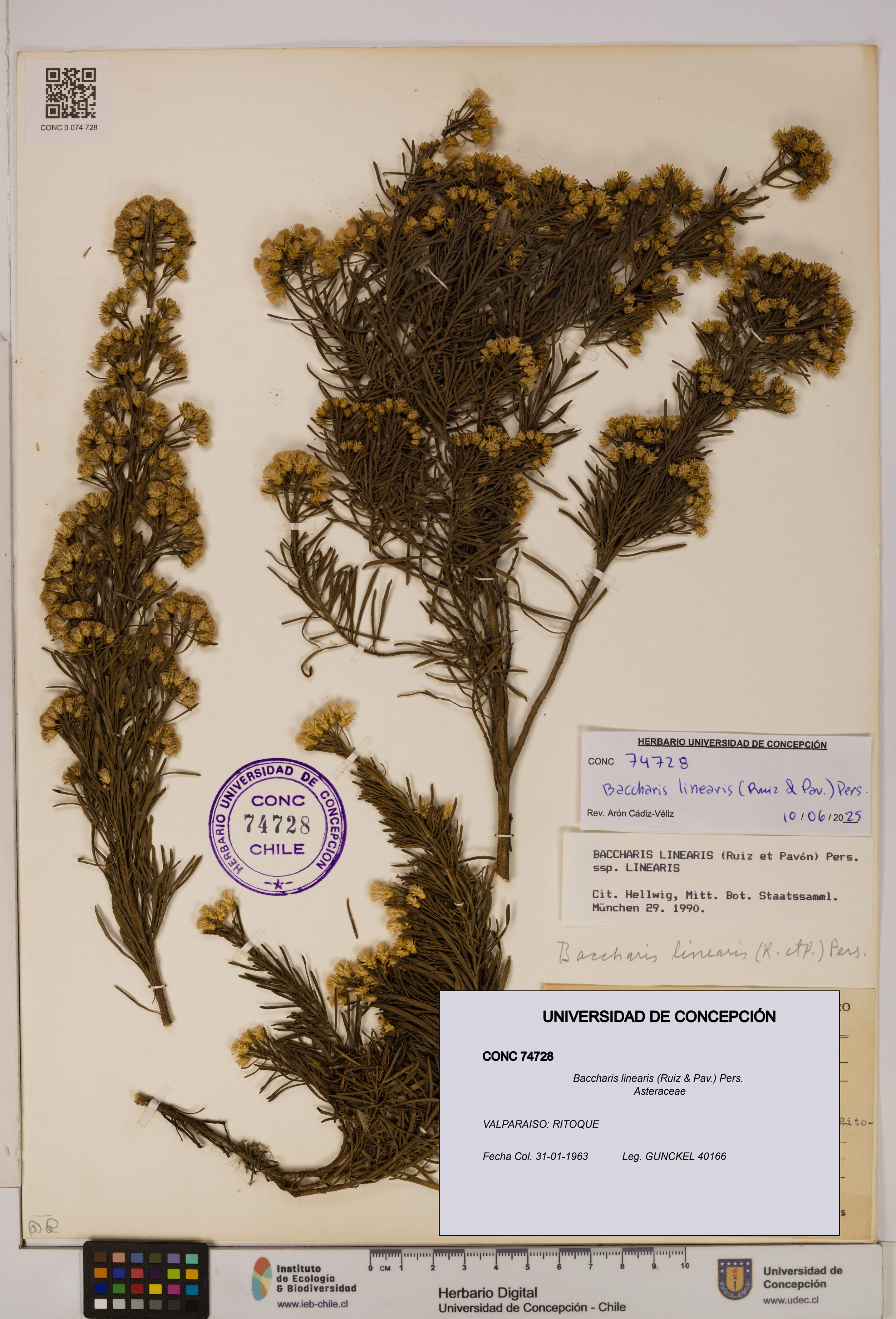 Baccharis linearis [Espécimen: UDEC:CONC:0074728]