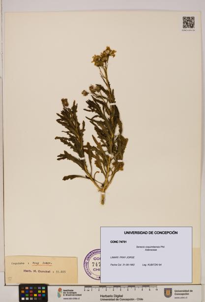 Senecio coquimbensis [Espécimen: UDEC:CONC:0074731]