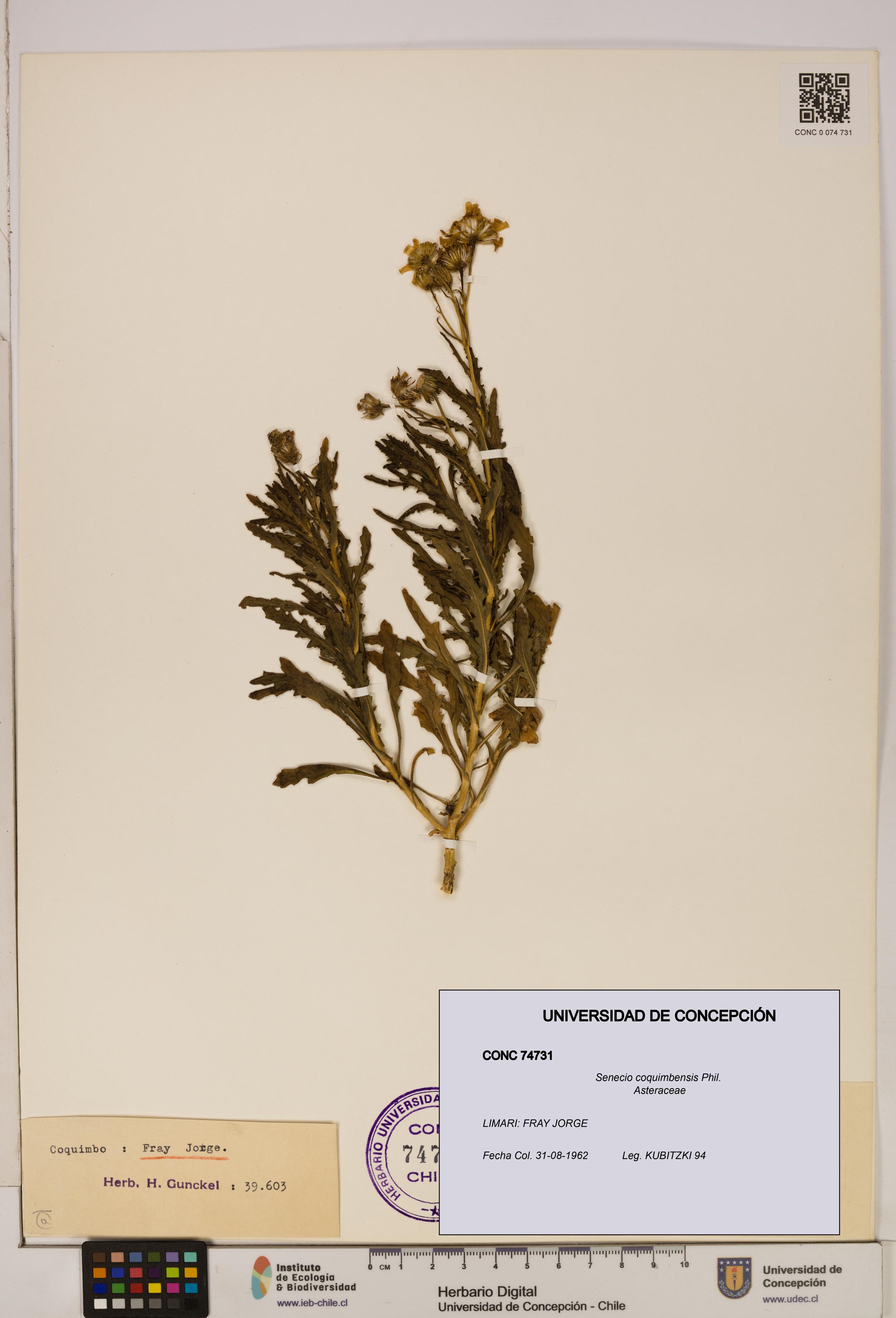 Senecio coquimbensis [Espécimen: UDEC:CONC:0074731]