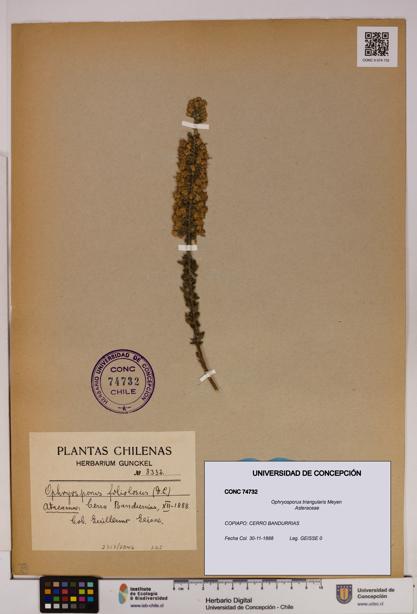 Ophryosporus triangularis [Espécimen: UDEC:CONC:0074732]