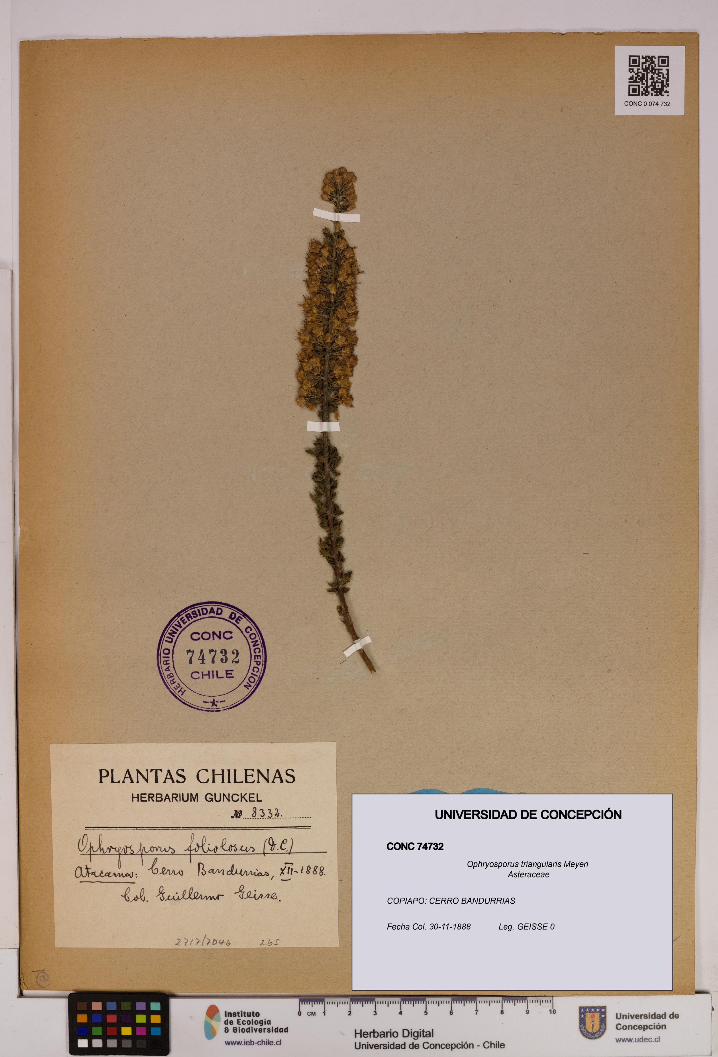 Ophryosporus triangularis [Espécimen: UDEC:CONC:0074732]