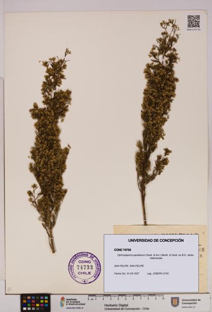 Ophryosporus paradoxus [Espécimen: UDEC:CONC:0074733]