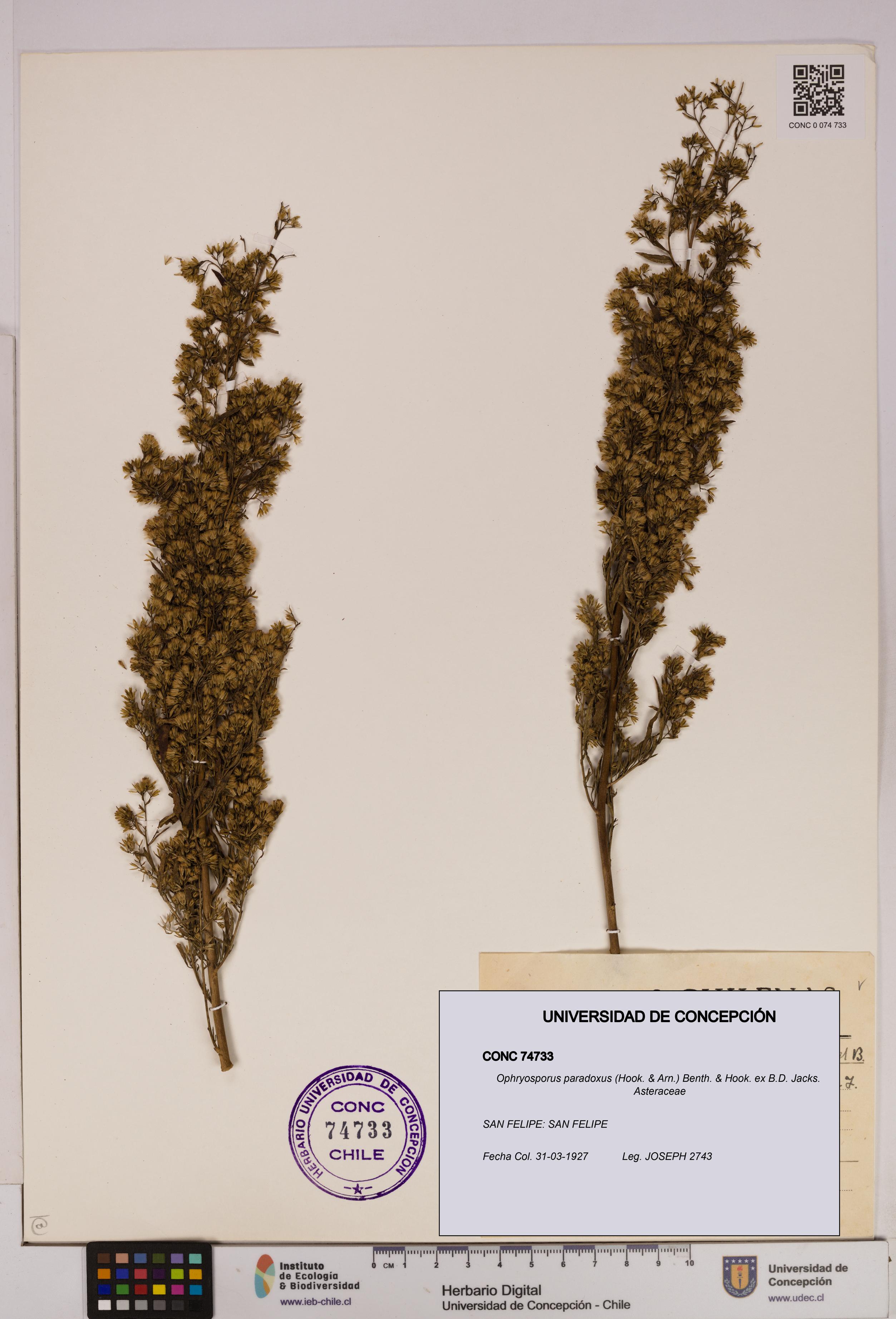 Ophryosporus paradoxus [Espécimen: UDEC:CONC:0074733]