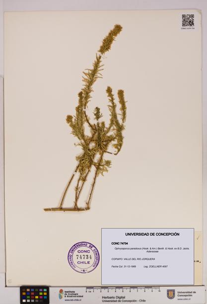 Ophryosporus paradoxus [Espécimen: UDEC:CONC:0074734]