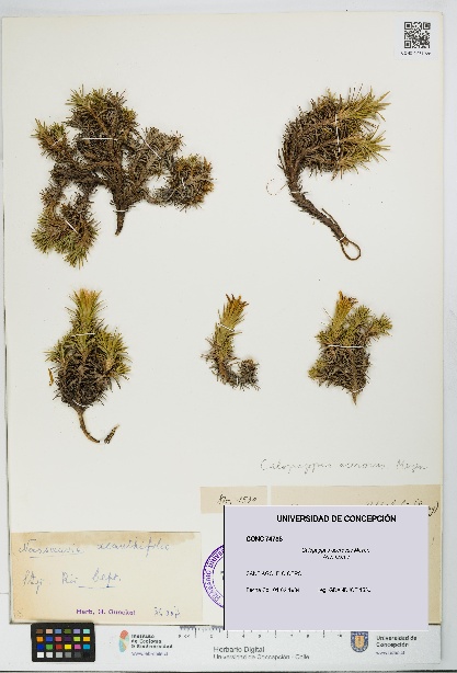 Calopappus acerosus [Espécimen: ]