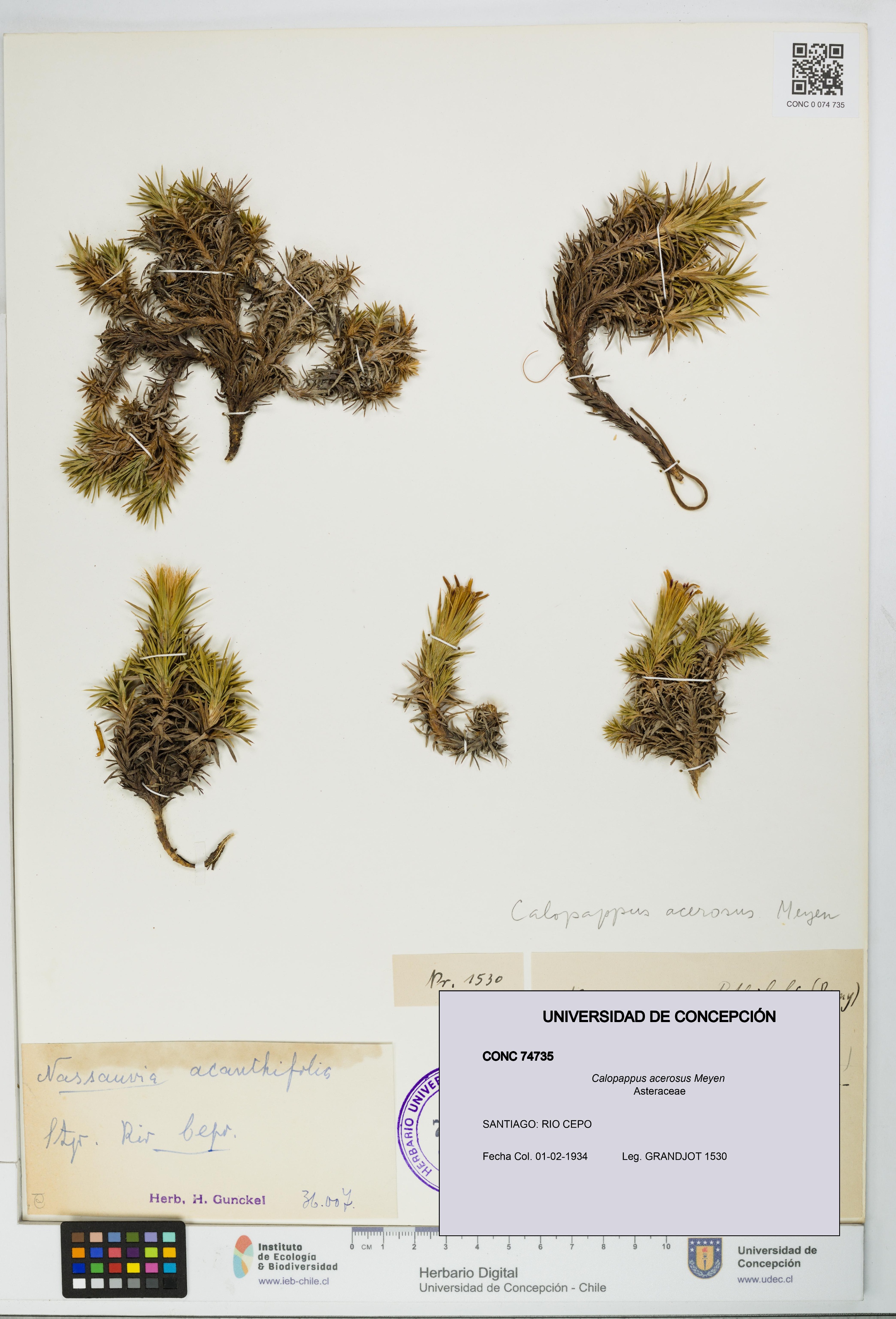 Calopappus acerosus [Espécimen: ]