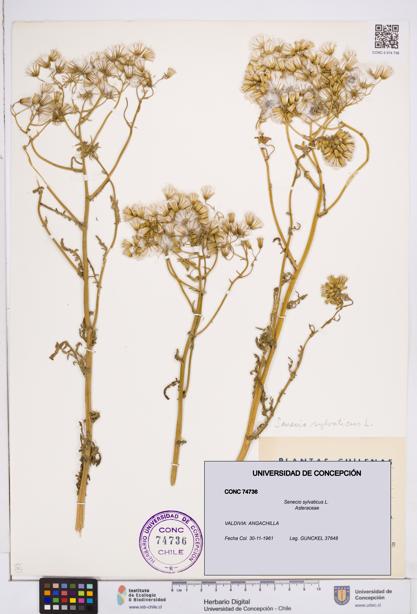 Senecio sylvaticus [Espécimen: ]