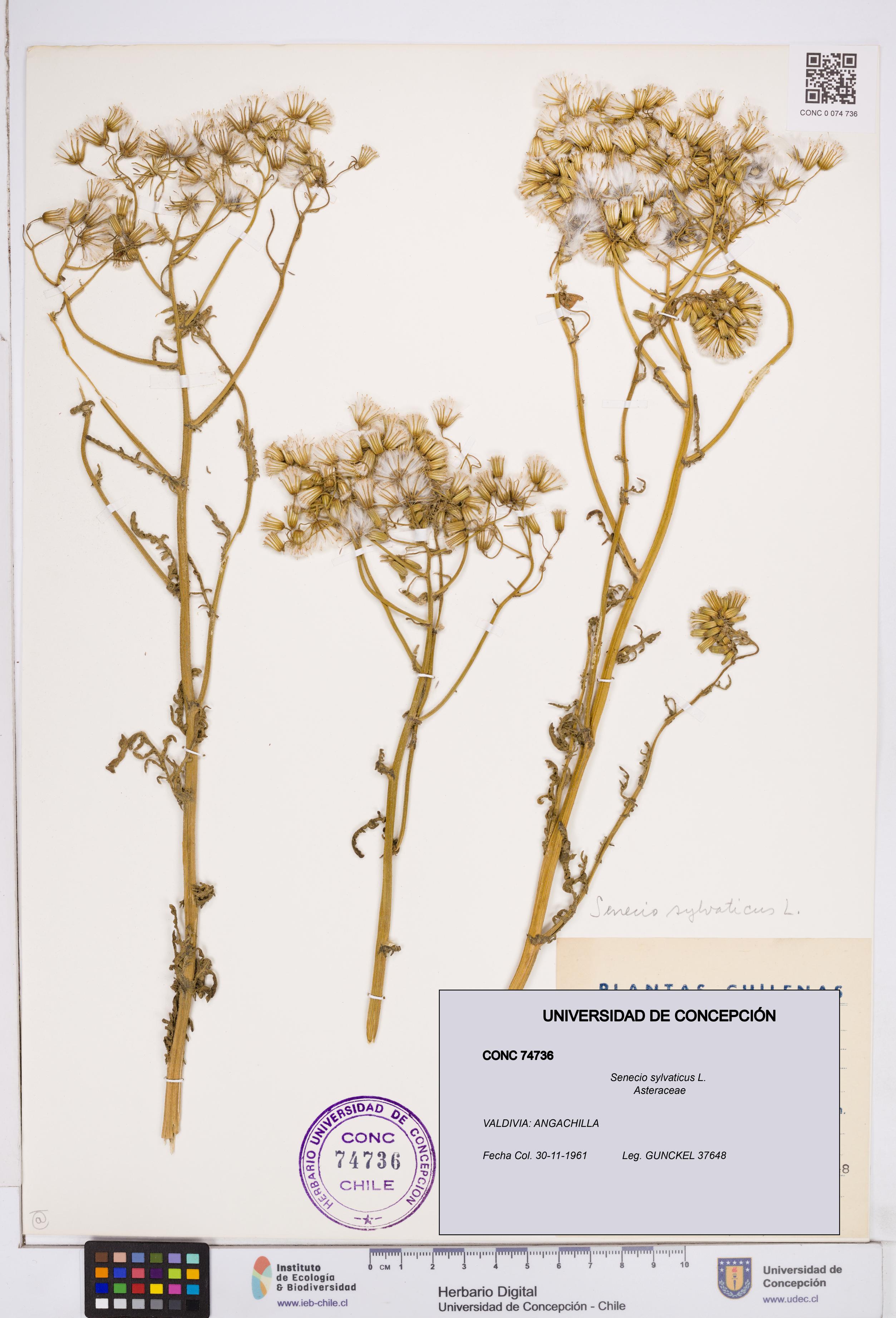 Senecio sylvaticus [Espécimen: ]