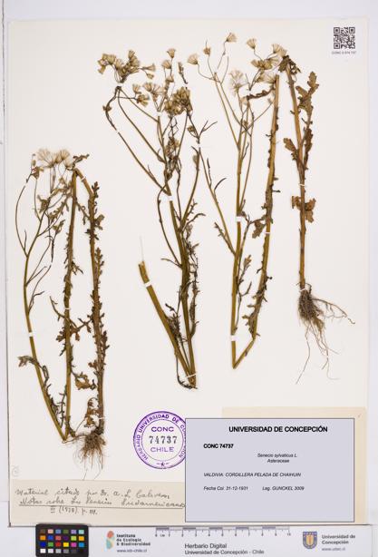 Senecio sylvaticus [Espécimen: ]