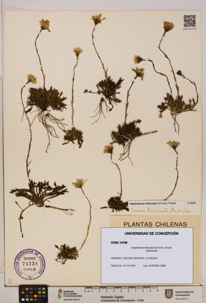 Haplosticha trifurcata [Espécimen: UDEC:CONC:0074738]