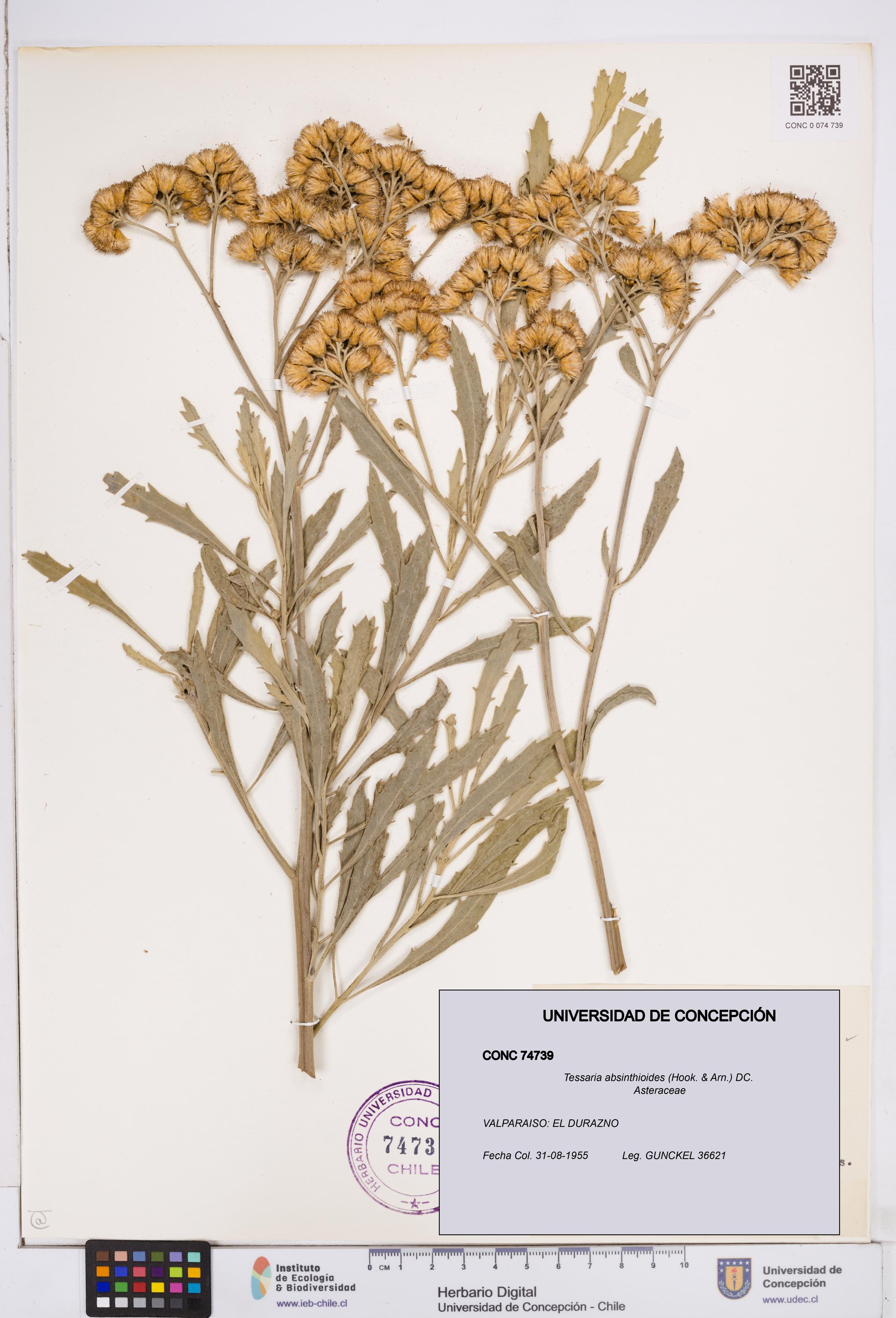 Tessaria absinthioides [Espécimen: ]