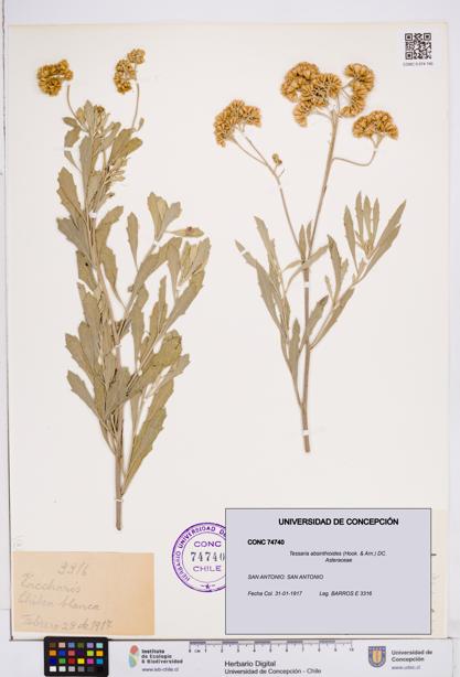 Tessaria absinthioides [Espécimen: ]