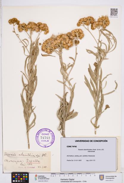 Tessaria absinthioides [Espécimen: ]