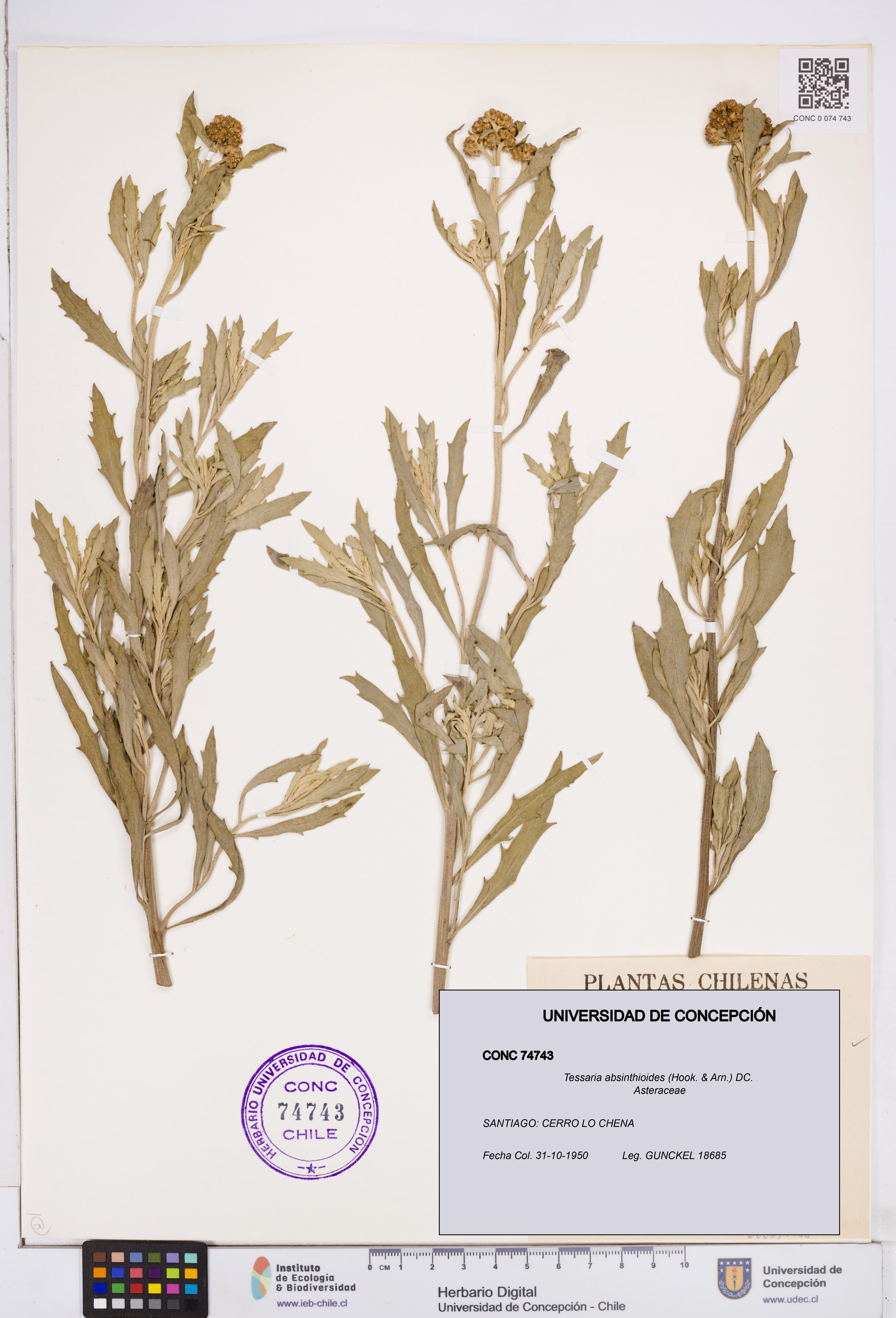 Tessaria absinthioides [Espécimen: ]