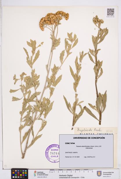 Tessaria absinthioides [Espécimen: ]