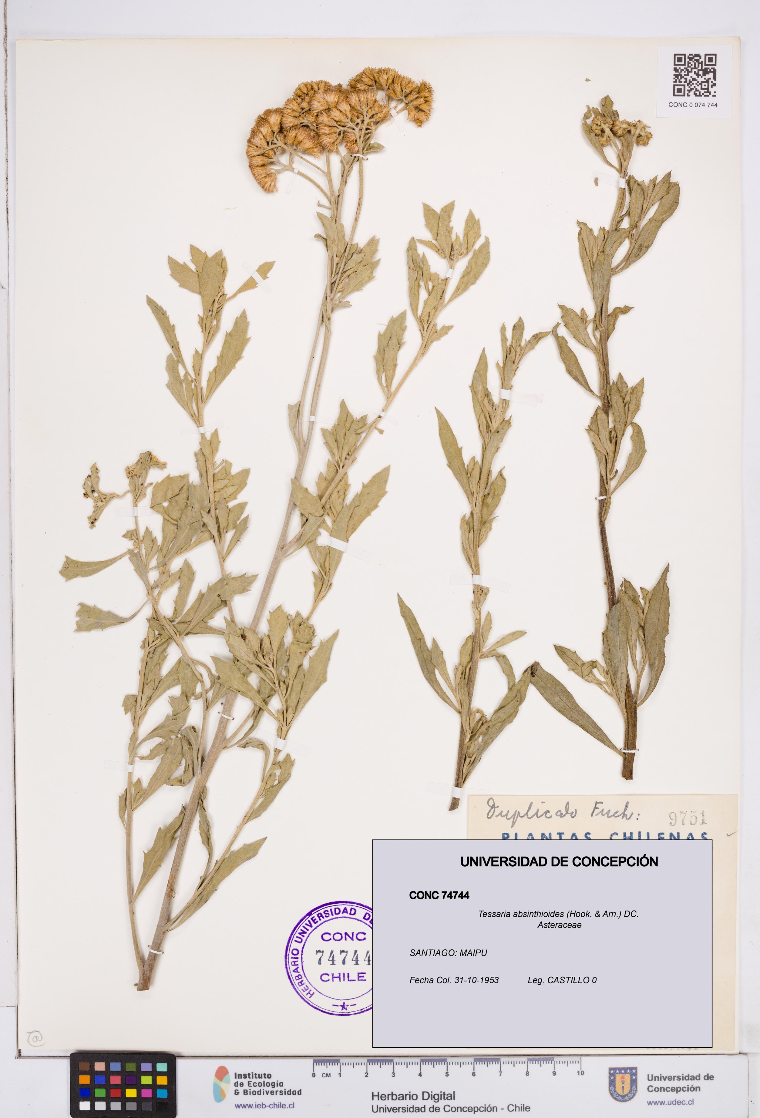Tessaria absinthioides [Espécimen: ]