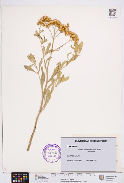 Tessaria absinthioides [Espécimen: ]