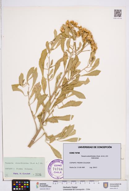 Tessaria absinthioides [Espécimen: ]