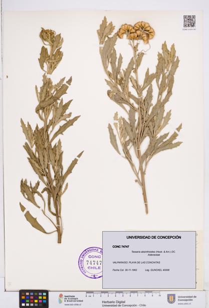 Tessaria absinthioides [Espécimen: ]
