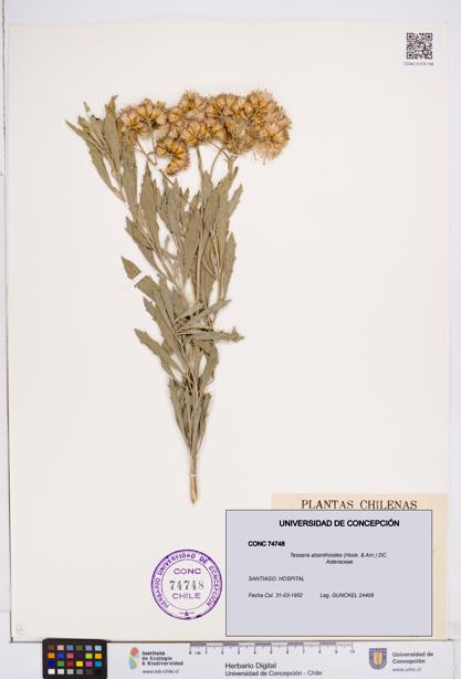 Tessaria absinthioides [Espécimen: ]